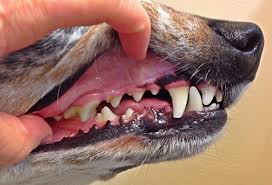 how much does dog dental cleaning cost